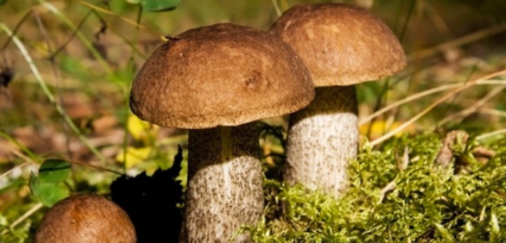 Underparts: recepten voor het bereiden van champignons