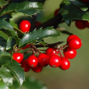 Kerstversiering voor thuis