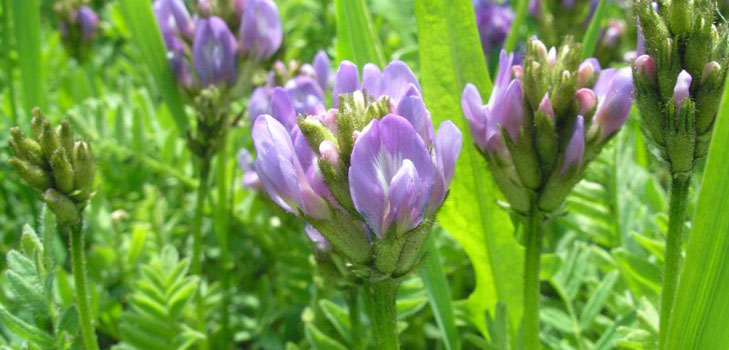 Astragalus: therapeutische eigenschappen, foto, applicatie