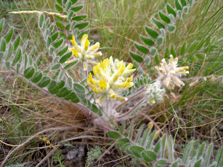 Astragalus: therapeutische eigenschappen, foto, applicatie