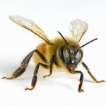 Wat te doen na insectenbeten