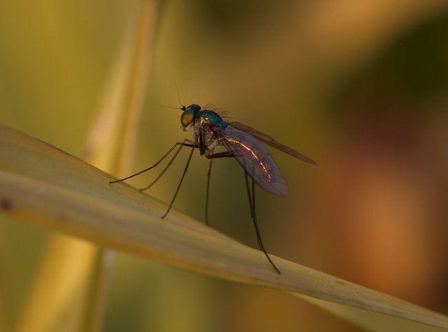Wat te doen na insectenbeten