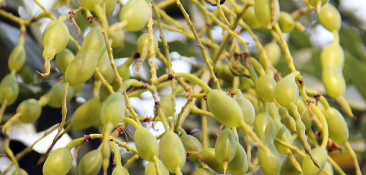 Wat is Japans Sophora? Zijn geneeskrachtige eigenschappen en toepassing