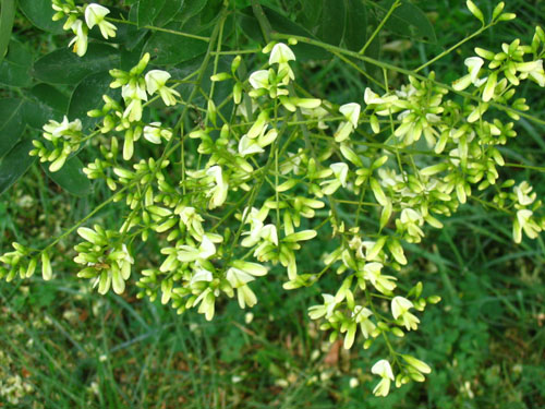 Wat is Japans Sophora? Zijn geneeskrachtige eigenschappen en toepassing