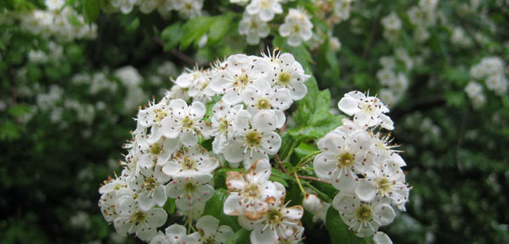 Meidoornbloemen: geneeskrachtige eigenschappen, toepassing in de volksgeneeskunde