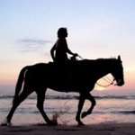Hippotherapie: een uitgebreide methode van revalidatie Hippotherapie: een uitgebreide methode van revalidatie