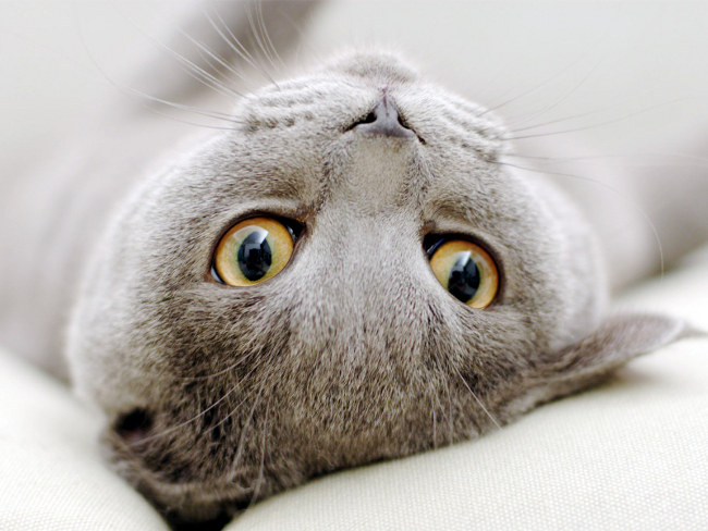 Hoe katten mensen behandelen