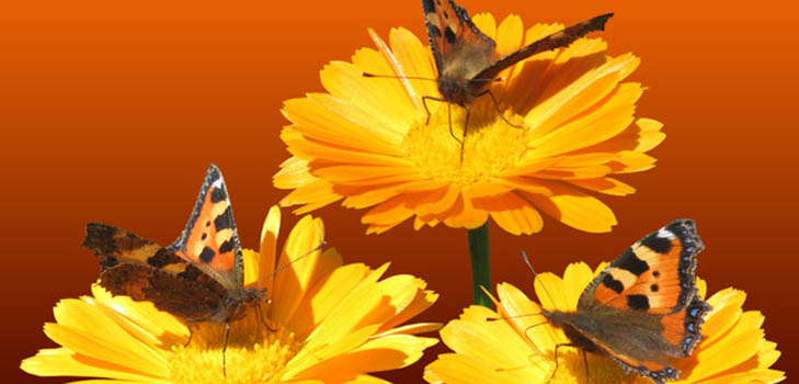 Calendula (goudsbloem): geneeskrachtige eigenschappen, toepassing in de volksgeneeskunde