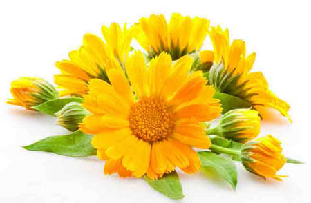 Calendula (goudsbloem): geneeskrachtige eigenschappen, toepassing in de volksgeneeskunde