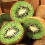 Kiwi-dieet voor gewichtsverlies Kiwi-dieet voor gewichtsverlies