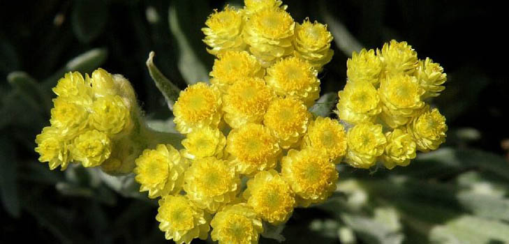 Therapeutische eigenschappen en toepassing van immortelle (met foto)