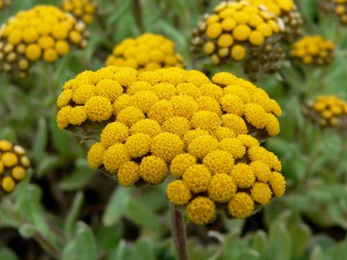 Therapeutische eigenschappen en toepassing van immortelle (met foto)