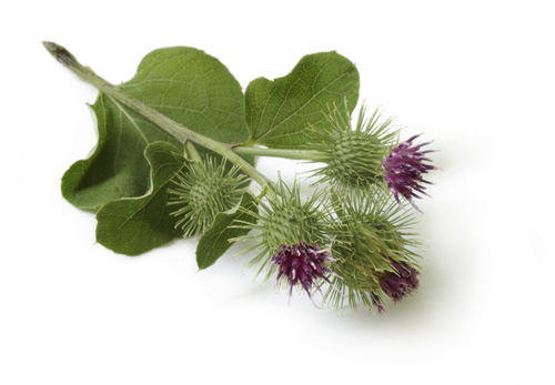 Therapeutische eigenschappen van klis en de toepassing ervan