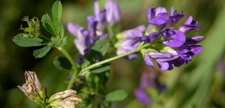 Lucerne: nuttige eigenschappen, foto's, recepten