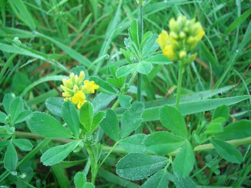 Lucerne: nuttige eigenschappen, foto's, recepten