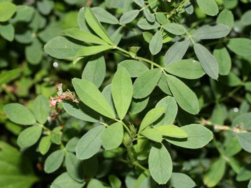 Lucerne: nuttige eigenschappen, foto's, recepten