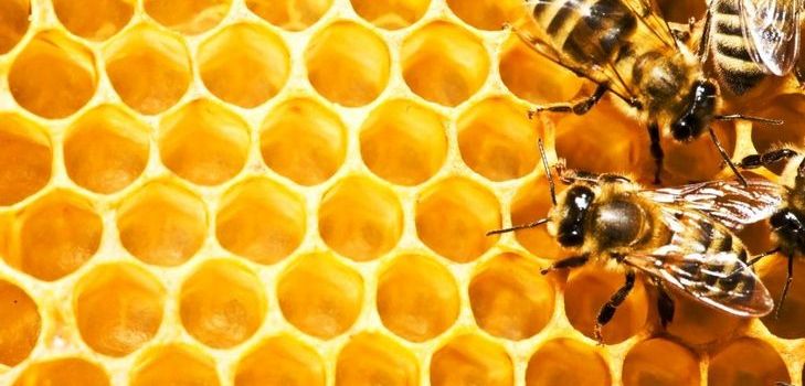 Tinctuur van propolis - een geneeskrachtige stof