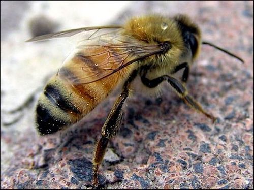 Tinctuur van propolis - een geneeskrachtige stof