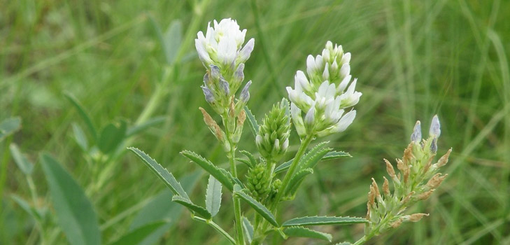 Fenegriek - wat is het? Nuttige eigenschappen van fenegriek (met foto)