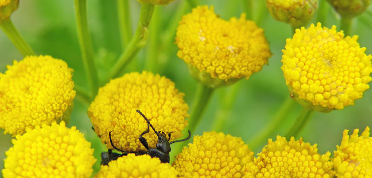 Tansy: geneeskrachtige eigenschappen, toepassing in de volksgeneeskunde