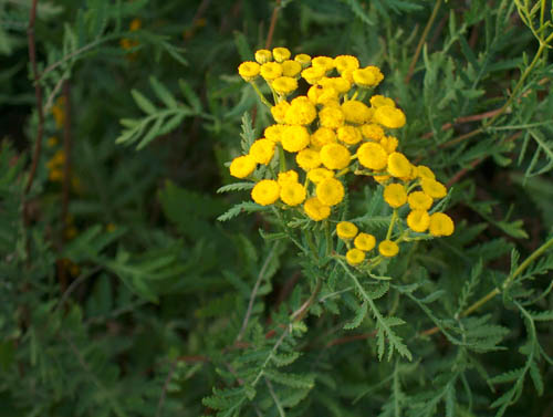 Tansy: geneeskrachtige eigenschappen, toepassing in de volksgeneeskunde