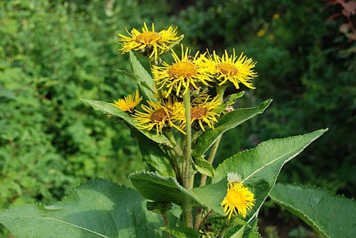 Nuttige eigenschappen van elecampane en het gebruik ervan in de volksgeneeskunde