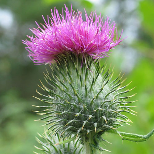 Nuttige eigenschappen van mariadistel; toepassing van mariadistel voor gewichtsverlies