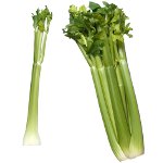 Nuttige eigenschappen van selderij Nuttige eigenschappen van selderij