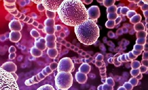 Preparaten van bacteriële oorsprong