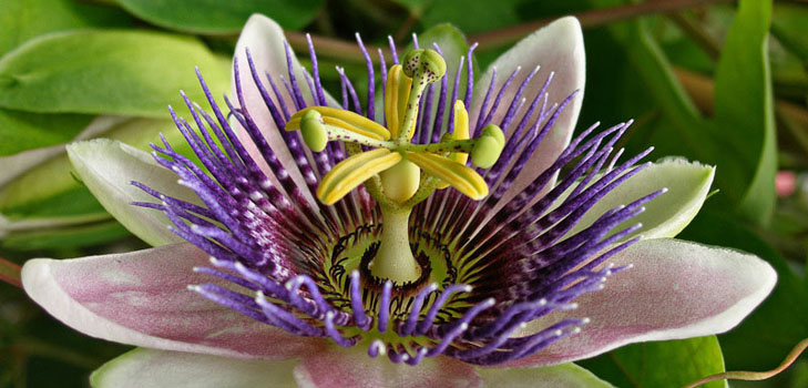 Toepassing van passiebloem in de geneeskunde (met foto)