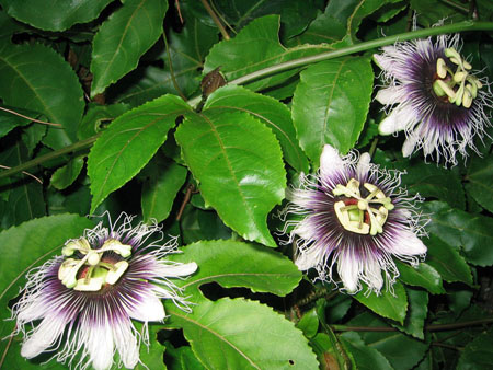 Toepassing van passiebloem in de geneeskunde (met foto)