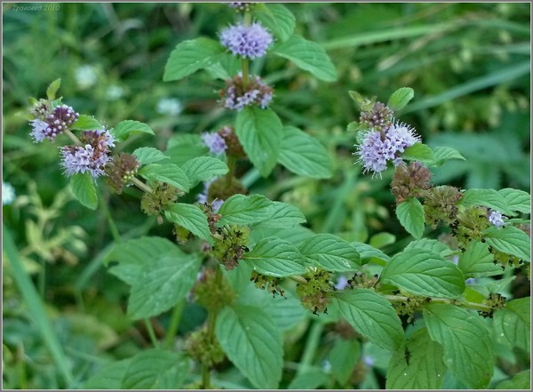 Motherwort tijdens de zwangerschap