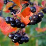Eigenschappen van Chokeberry Ashberry Eigenschappen van Chokeberry Ashberry