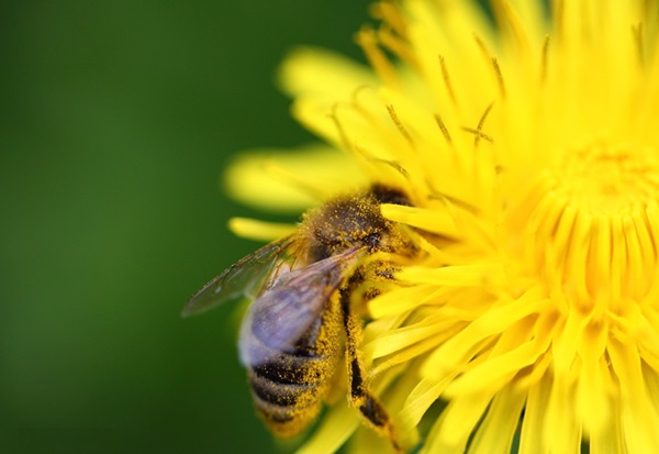 Insectenbeten